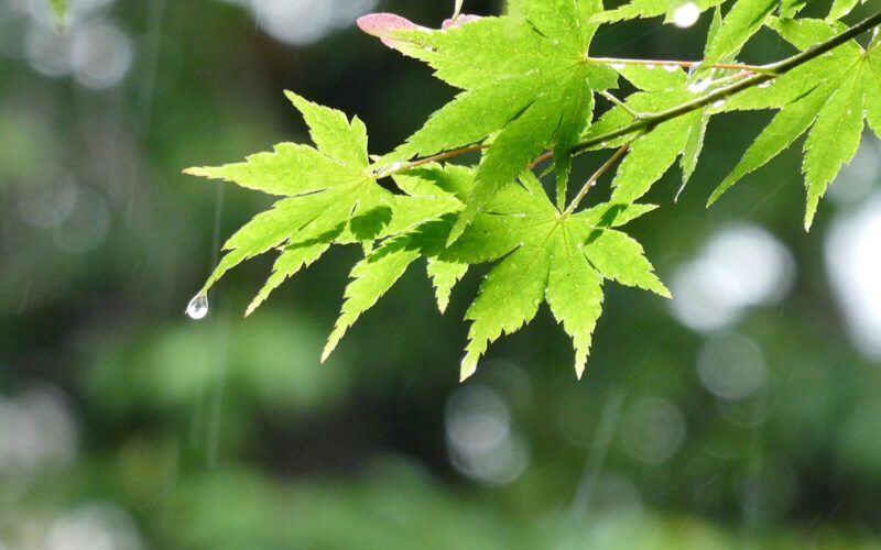 hashirizuyu những cơn mưa thoáng qua hashirizuyu những cơn mưa thoáng qua
